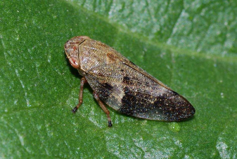 Aphrophoridae e Cicadellidae